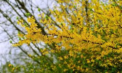 When to Trim Forsythia to Keep It Blooming Year After Year