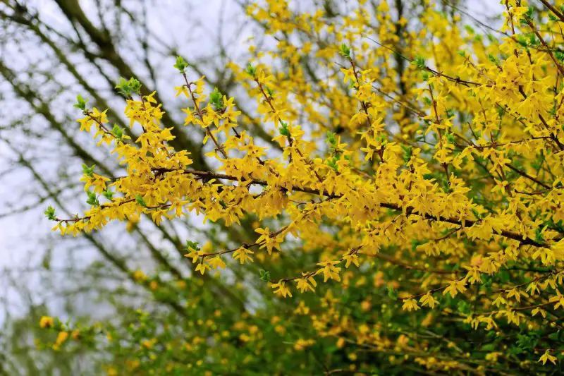 When to Trim Forsythia