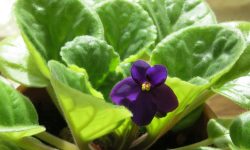 Why Are My African Violets Not Blooming and How to Fix It Quickly