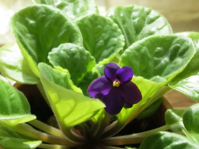 Why Are My African Violets Not Blooming