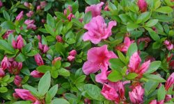 Why Are My Azaleas Not Blooming? Top Reasons and Quick Fixes