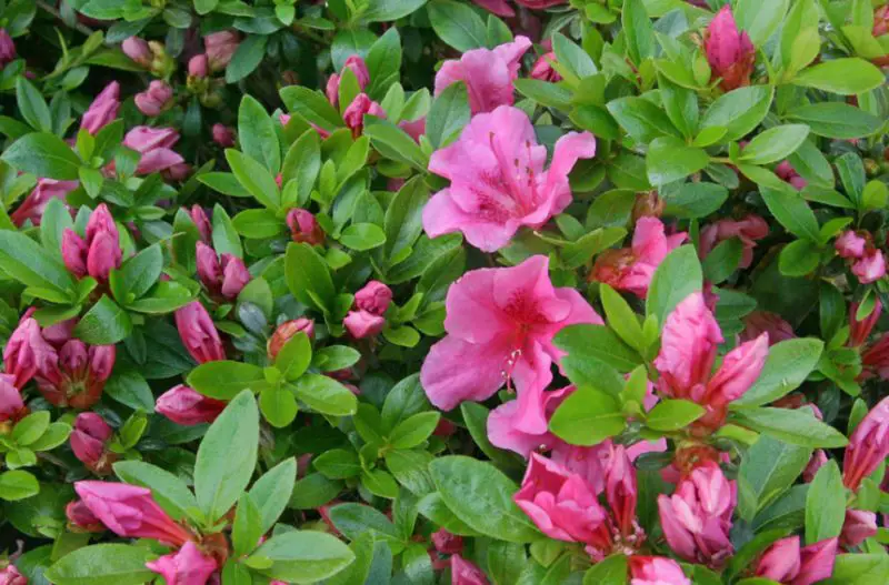 Why Are My Azaleas Not Blooming