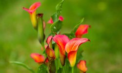 Why Are My Calla Lilies Not Blooming? How to Fix It Quickly
