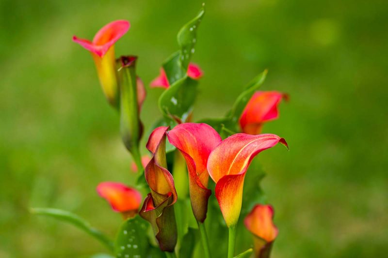 Why Are My Calla Lilies Not Blooming