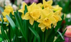 Why Are My Daffodils Not Blooming? Discover the Real Reasons