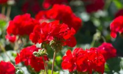 Why Are My Geraniums Not Blooming? Expert Tips to Help