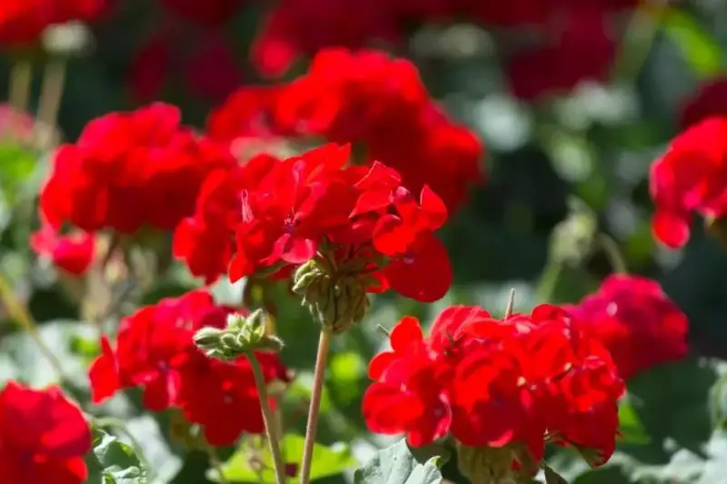 Why Are My Geraniums Not Blooming
