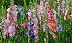 Why Are My Gladiolus Not Blooming? How to Fix It Quickly