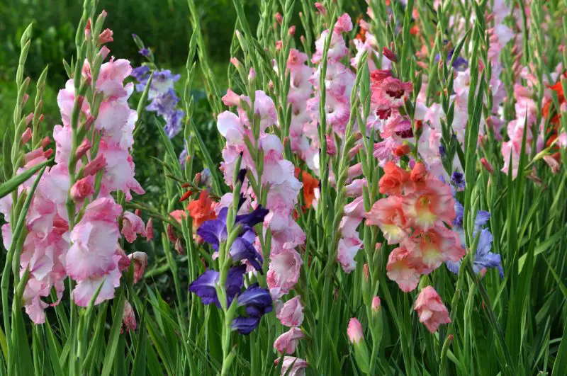 Why Are My Gladiolus Not Blooming