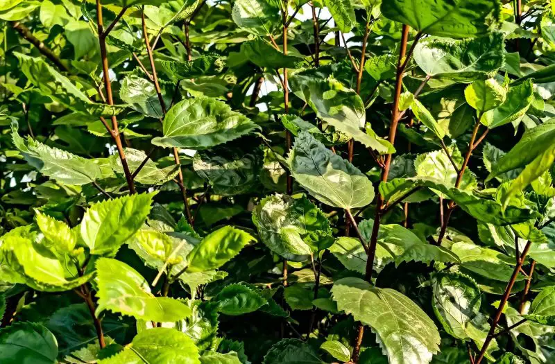 Why Are My Hibiscus Not Blooming