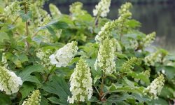 Why Are My Hydrangeas Not Blooming and How to Fix It Quickly