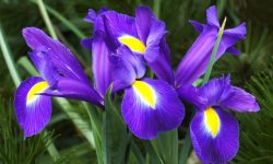 Why Are My Irises Not Blooming and How to Encourage Healthy Blooms