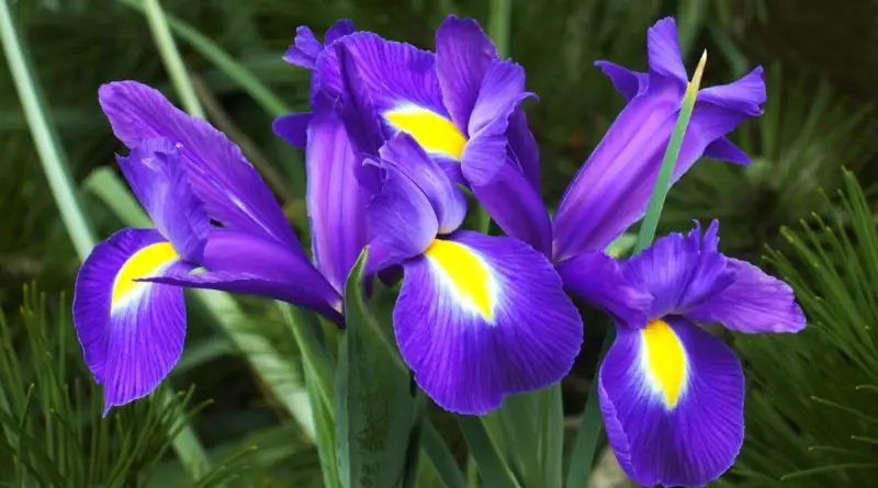 Why Are My Irises Not Blooming