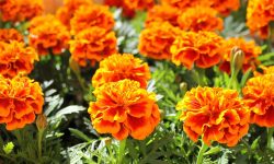 Why Are My Marigolds Not Blooming? Simple Fixes