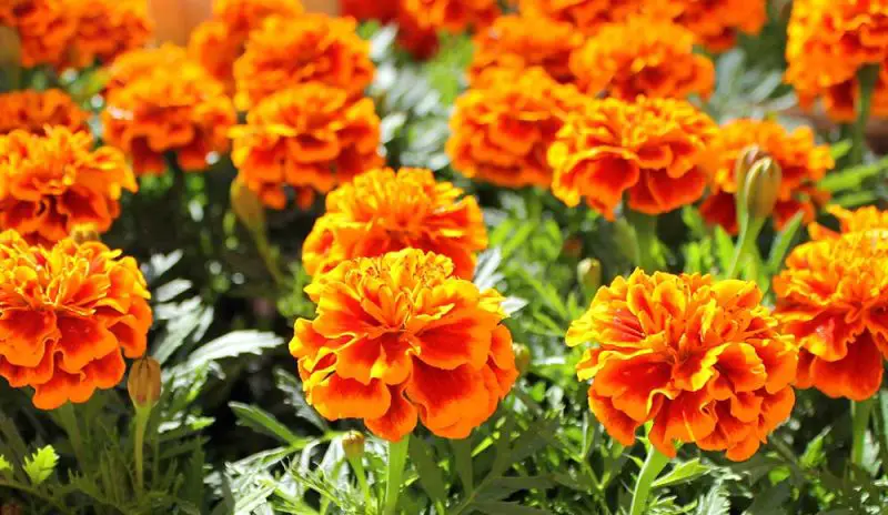 Why Are My Marigolds Not Blooming