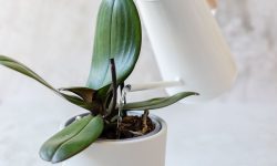 Why Are My Orchids Not Blooming? Top Reasons and Fixes