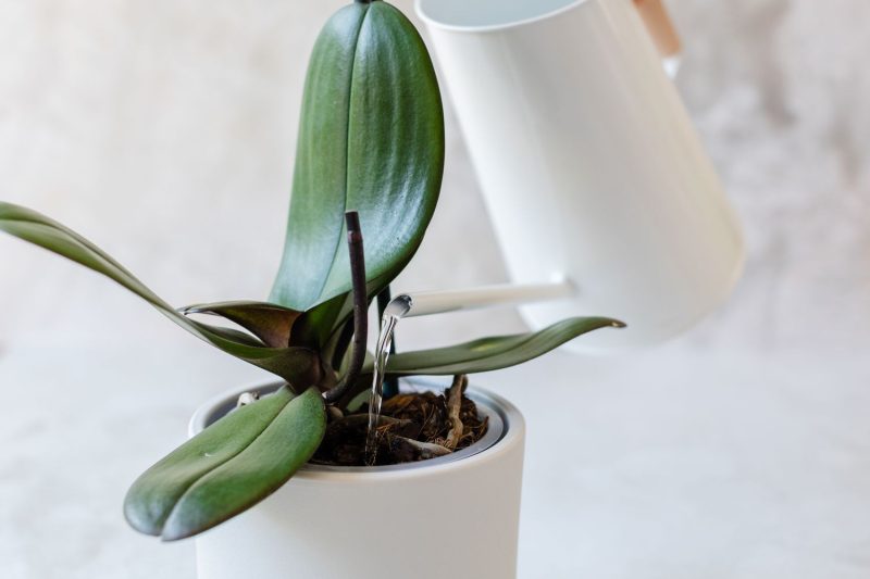 Why Are My Orchids Not Blooming