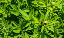 Why Are My Peonies Not Blooming and What You Can Do About It