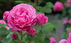 Why Are My Roses Not Blooming? Expert Tips to Fix It Quickly