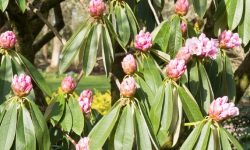 Why Do Rhododendron Leaves Go Down When It Gets Cold