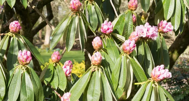 Why Do Rhododendron Leaves Go Down When It Gets Cold