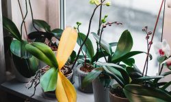 Why My Orchid Leaves Are Turning Yellow? Causes and Solutions