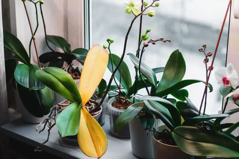Why My Orchid Leaves Are Turning Yellow