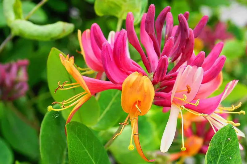 How to Grow Honeysuckle for Stunning Blooms and Sweet Scents