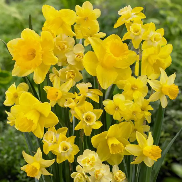 How to Plant Daffodil Bulbs in Pots and Garden Beds Successfully