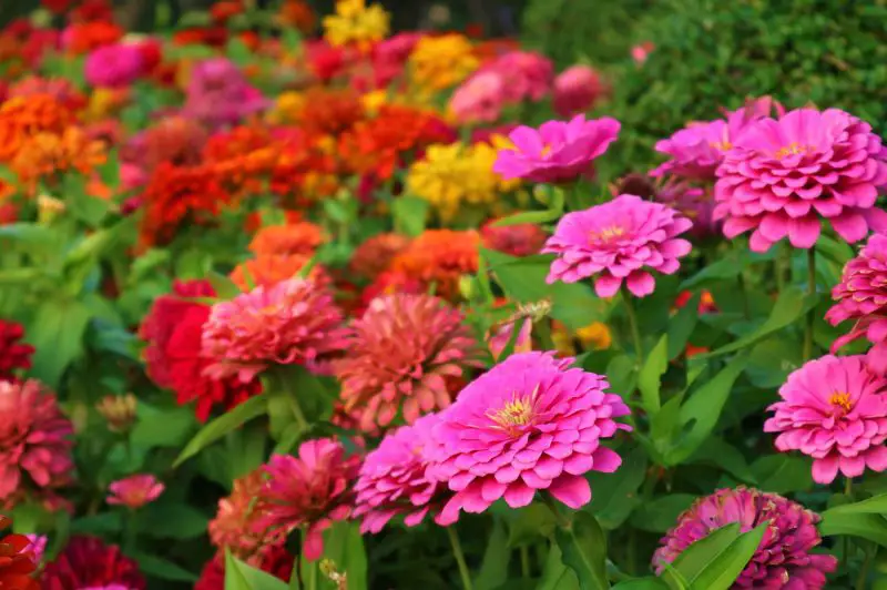 When to Plant Zinnia Seeds for Vibrant Summer Blooms
