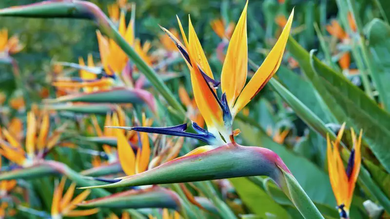 How to Care for Bird of Paradise Plants Year-Round Without Fuss