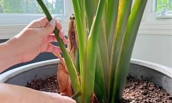 How to Prune Bird of Paradise Like a Pro: Seasonal Tips That Work