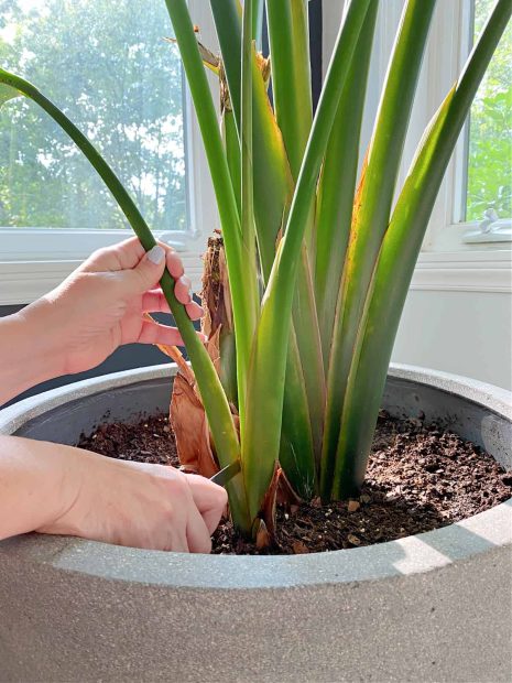 How to Prune Bird of Paradise Like a Pro: Seasonal Tips That Work