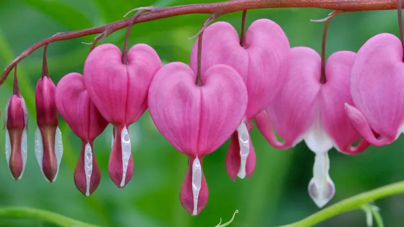 Growing Guide for Bleeding Hearts: Beauty in Every Spring Bloom