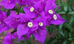 Why Are My Bougainvillea Not Blooming and How to Fix It Quickly