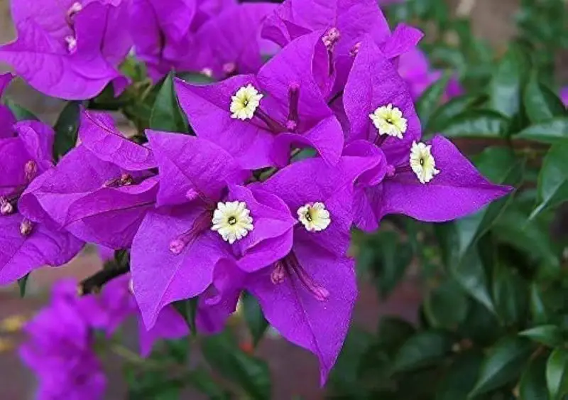 why are my bougainvillea not blooming
