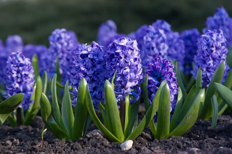 When to Plant Hyacinth Bulbs in Your Region for Maximum Beauty