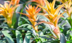 How to Grow Bromeliads Indoors Successfully for Beginners