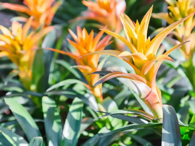 How to Grow Bromeliads Indoors Successfully for Beginners