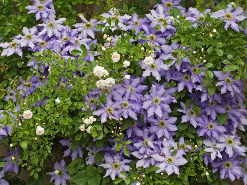How to Care for Clematis After Planting for Lasting Success