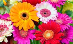 Are Gerbera Daisies Perennials? Tips for Year-Round Blooms