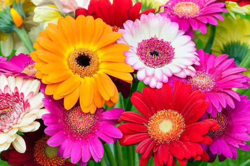 Are Gerbera Daisies Perennials? Tips for Year-Round Blooms