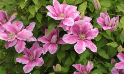 Is Clematis Poisonous to Dogs? What Every Pet Owner Must Know