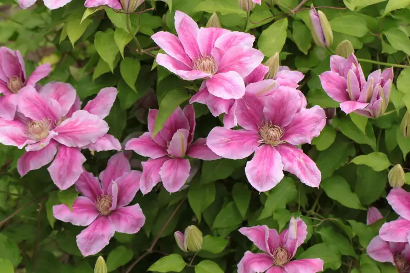Is Clematis Poisonous to Dogs? What Every Pet Owner Must Know