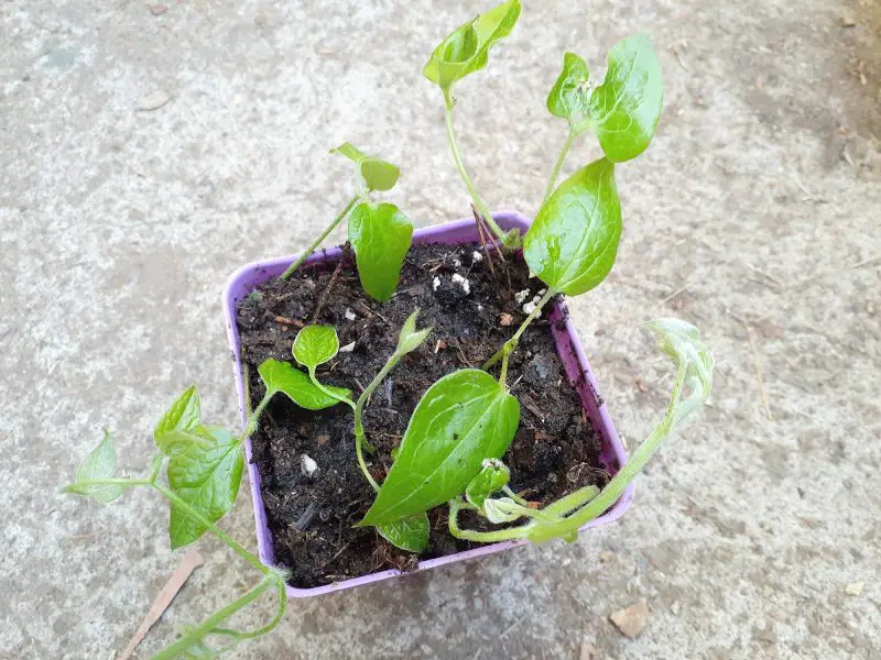 How to Propagate Clematis for More Blooms and Bigger Garden