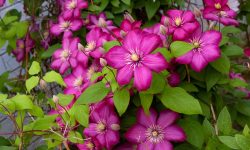Is Clematis a Perennial? Tips for Growing Clematis Year-Round