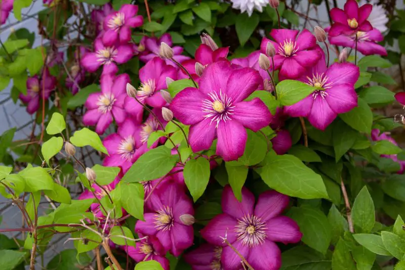 Is Clematis a Perennial? Tips for Growing Clematis Year-Round