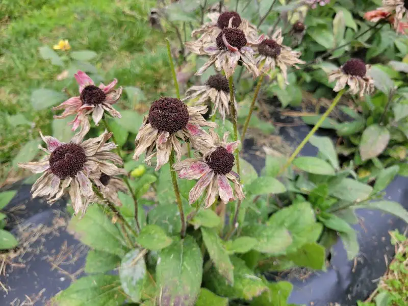 How to Save Zinnia Seeds: A Gardener’s Guide to Endless Blooms