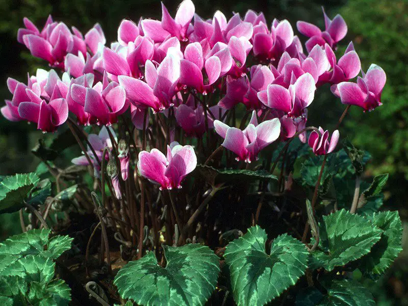 How to Care for Cyclamen in Pots: Secrets to Lush Blooms Indoors