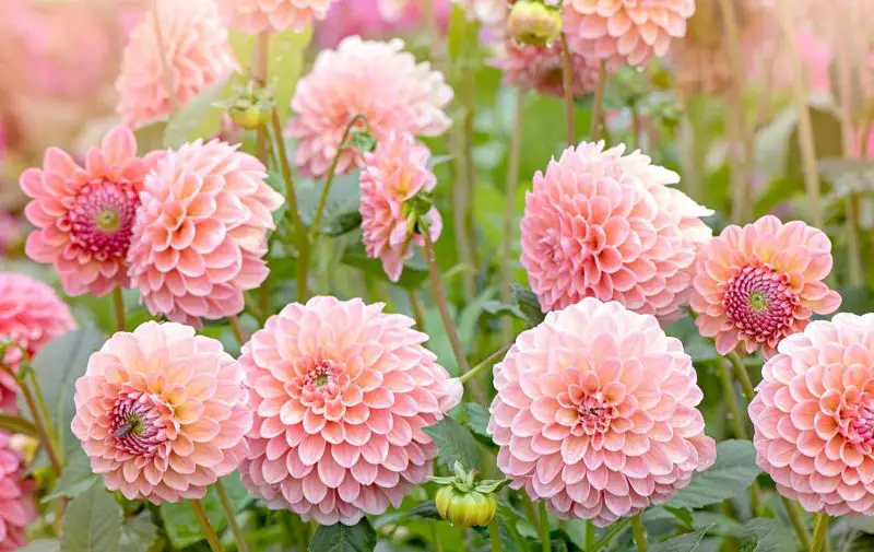 When to Plant Dahlia Bulbs for the Best Results in Any Climate